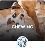 CHEWING